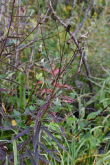 Cirsium serratuloides
