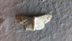Scopula satsumaria