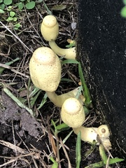 Leucocoprinus birnbaumii image