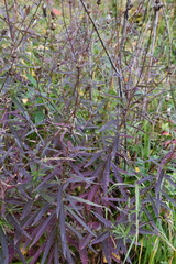 Cirsium serratuloides