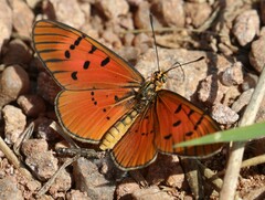 Acraea atolmis