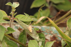 Eublemma cochylioides