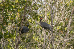 Numida meleagris galeatus