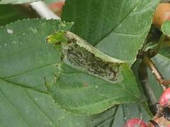 Parornix inusitatumella