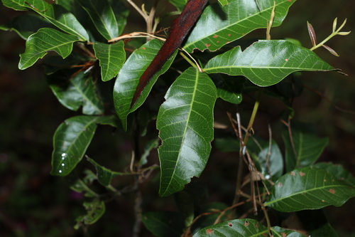Image of Alectryon connatus by (c) Greg Tasney, some rights reserved (CC BY-SA)