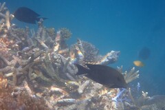 Ctenochaetus striatus