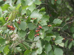 Crataegus chrysocarpa