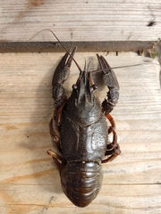 Pontastacus leptodactylus