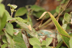 Eublemma cochylioides