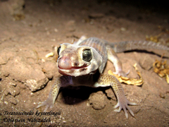 Teratoscincus keyserlingii