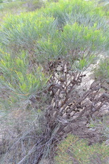 Allocasuarina