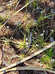 Eriocaulaceae