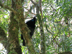 Ptiloris paradiseus