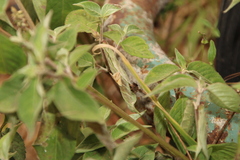 Eublemma cochylioides