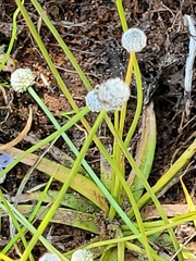 Eriocaulaceae