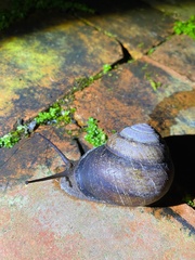 Sphaerospira fraseri