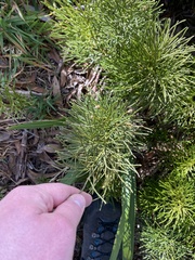 Lycopodium deuterodensum