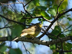 Emberiza citrinella