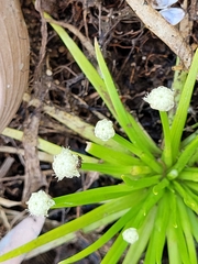 Eriocaulaceae
