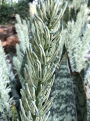 Sansevieria trifasciata