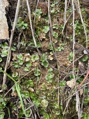 Lunularia cruciata