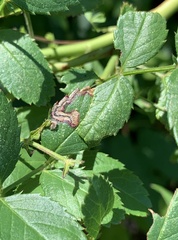 Stigmella rosaefoliella
