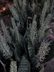 Sansevieria trifasciata