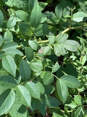 Stigmella rosaefoliella