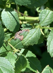 Stigmella rosaefoliella