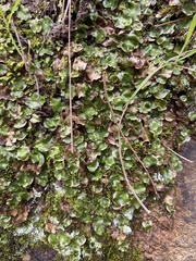 Lunularia cruciata
