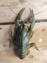 Pontastacus leptodactylus