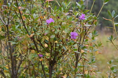 Rhododendron dauricum