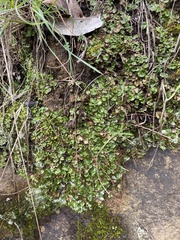 Lunularia cruciata