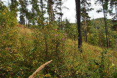 Rhododendron dauricum