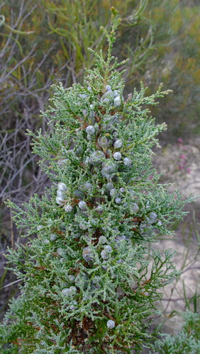 Image of Callitris arenaria by (c) Peter Crowcroft, some rights reserved (CC BY)