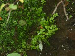 Chrysosplenium americanum