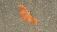 Antheraea yamamai
