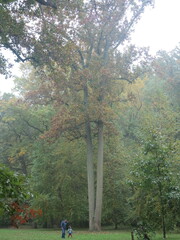 Liquidambar styraciflua