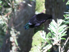 Ptiloris paradiseus