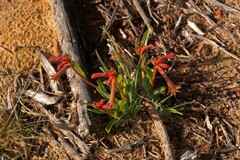 Anigozanthos humilis