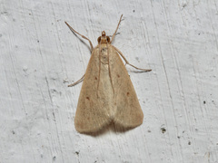 Achyra nudalis