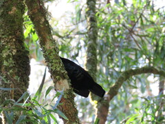 Ptiloris paradiseus