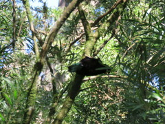 Ptiloris paradiseus