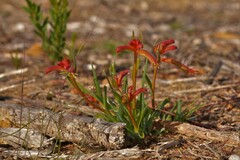 Anigozanthos humilis