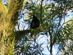 Ptiloris paradiseus