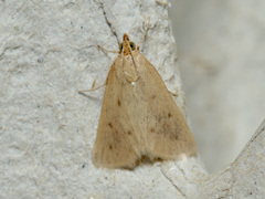 Achyra nudalis