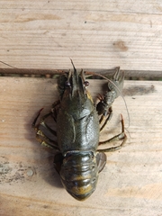 Pontastacus leptodactylus