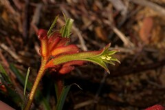 Anigozanthos humilis