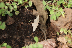 Cyclophora maderensis