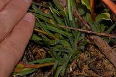 Anigozanthos humilis